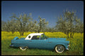 447001 57 T Bird A4 Photo Print
