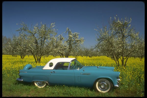 447001 57 T Bird A4 Photo Print