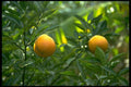 448000 Oranges In Plantation A4 Photo Print