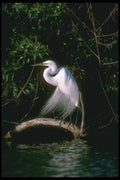448005 Great Egret, Everglades A4 Photo Print