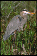 448006 Great Blue Heron, Everglades A4 Photo Print