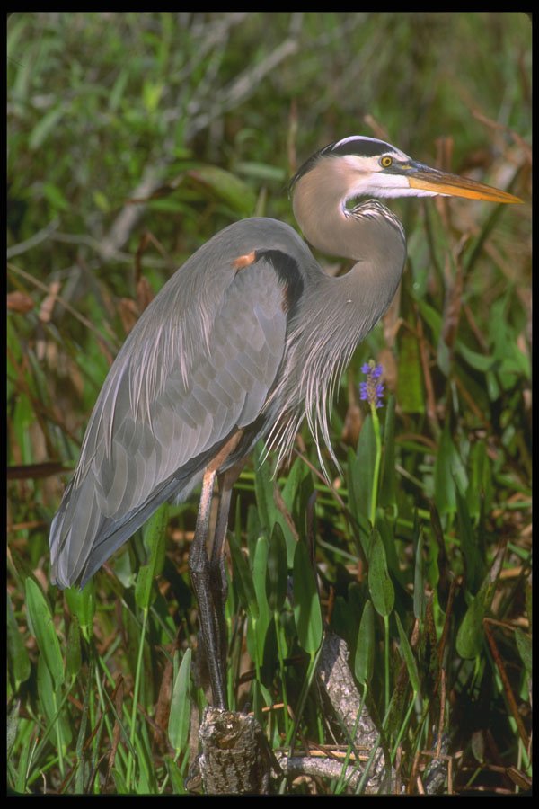 448006 Great Blue Heron, Everglades A4 Photo Print