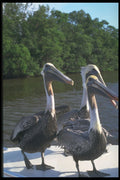 448011 Pelicans, Everglades A4 Photo Print