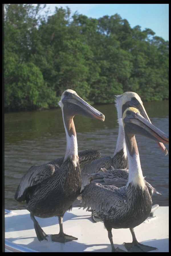 448011 Pelicans, Everglades A4 Photo Print