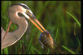 448013 Great Blue Heron, Everglades A4 Photo Print