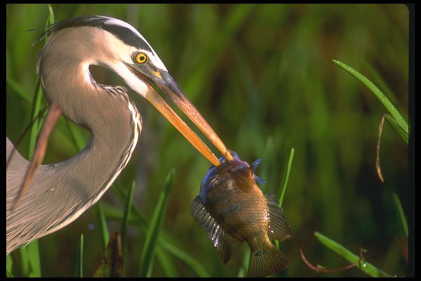 448013 Great Blue Heron, Everglades A4 Photo Print