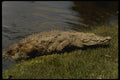 448032 Crocodile Emerging From Water, Fort Lauderdale A4 Photo Print
