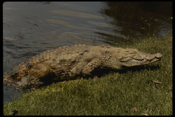 448032 Crocodile Emerging From Water, Fort Lauderdale A4 Photo Print