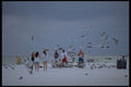 448038 Feeding The Seagulls On The Beach, Sarasota A4 Photo Print