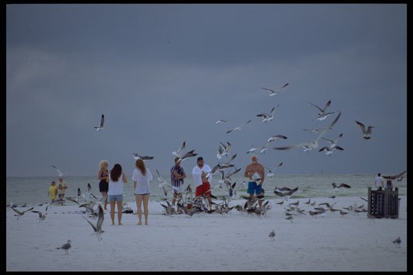 448038 Feeding The Seagulls On The Beach, Sarasota A4 Photo Print
