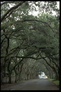 448039 Magnolia Avenue, St. Augustine A4 Photo Print