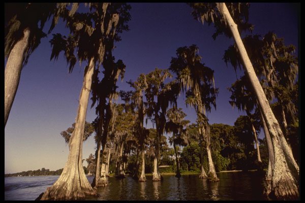 448051 Cypress Gardens A4 Photo Print