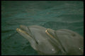 448057 Dolphin Twins, Seaquarium A4 Photo Print