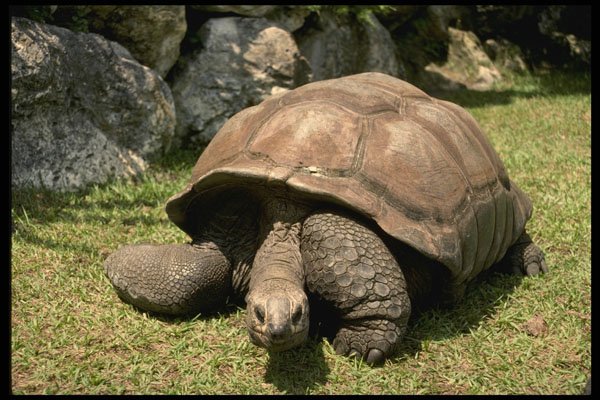448085 Turtle, Busch Gardens A4 Photo Print