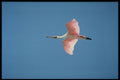 448086 Roseate Spoonbill Flies Near Sanibel Island A4 Photo Print
