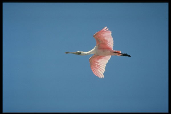 448086 Roseate Spoonbill Flies Near Sanibel Island A4 Photo Print