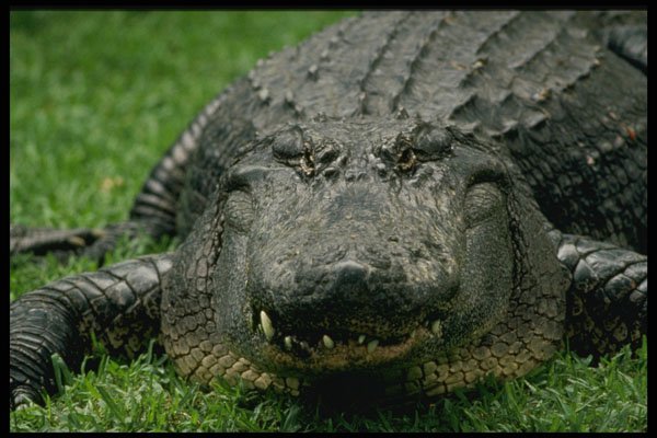 448087 American Alligator At Busch Gardens A4 Photo Print
