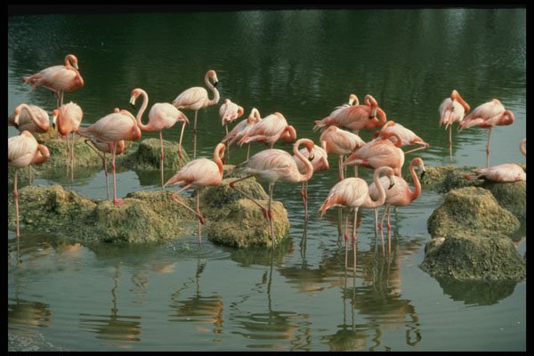 448088 Flamingoes At Busch Gardens A4 Photo Print