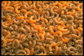 449006 Macaroni A4 Photo Print