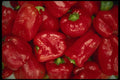 449014 Fresh Red Peppers A4 Photo Print