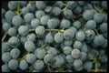 449015 Fresh Blue Grapes A4 Photo Print