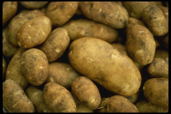 449016 Potatoes A4 Photo Print