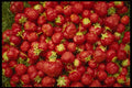 449017 Strawberries A4 Photo Print