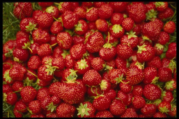 449017 Strawberries A4 Photo Print