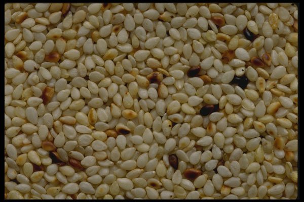 449020 Sesame Seeds A4 Photo Print