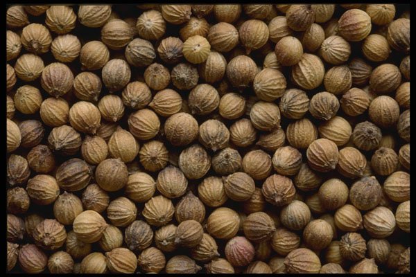 449022 Coriander A4 Photo Print