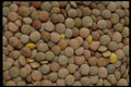 449023 Lentils A4 Photo Print