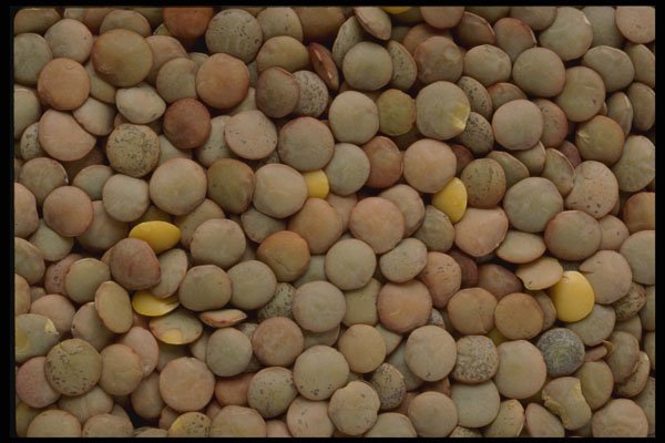 449023 Lentils A4 Photo Print
