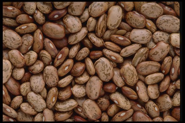 449026 Pinto Beans A4 Photo Print