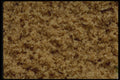449029 Brown Sugar A4 Photo Print