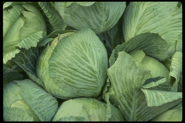 449032 Cabbage A4 Photo Print