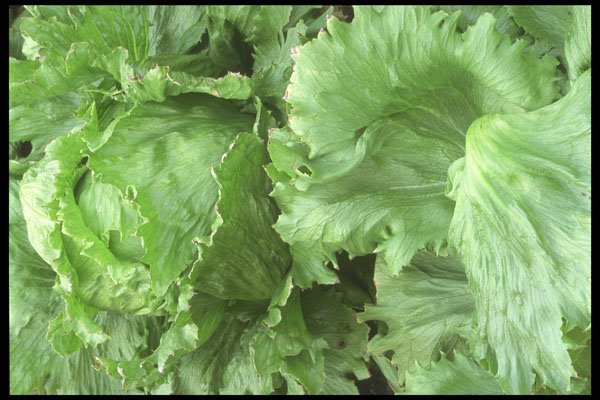 449033 Iceberg Lettuce A4 Photo Print
