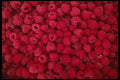 449037 Raspberries A4 Photo Print