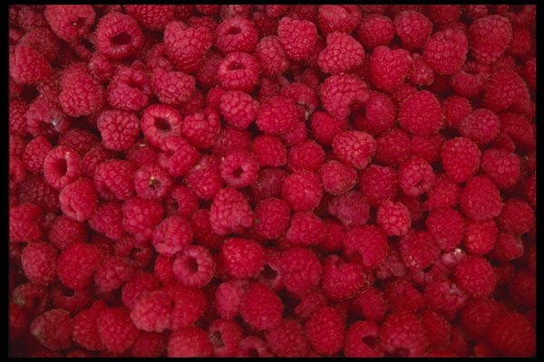 449037 Raspberries A4 Photo Print