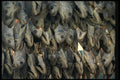 449038 Dry Salt Fish Pattern A4 Photo Print