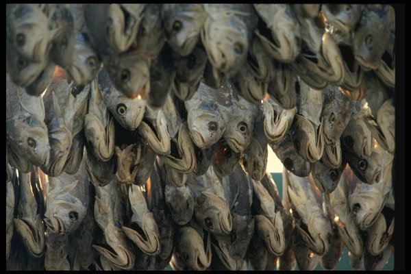 449038 Dry Salt Fish Pattern A4 Photo Print