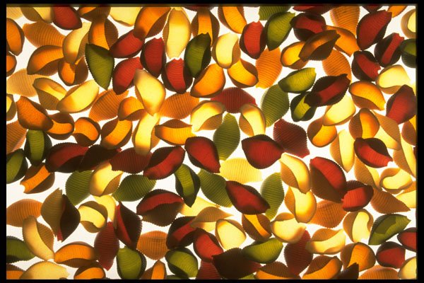 449047 Shells A4 Photo Print