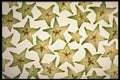449049 Star Fruit A4 Photo Print