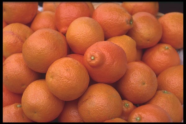 449053 State grown Oranges A4 Photo Print