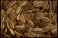 449056 Sunflower Seeds A4 Photo Print