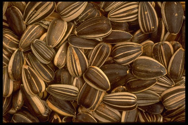 449056 Sunflower Seeds A4 Photo Print