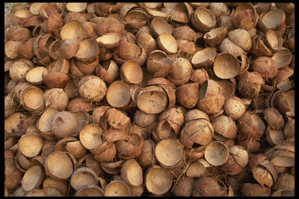 449058 Coconut Shells A4 Photo Print