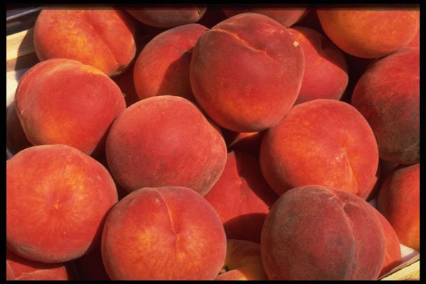 449059 Peaches A4 Photo Print