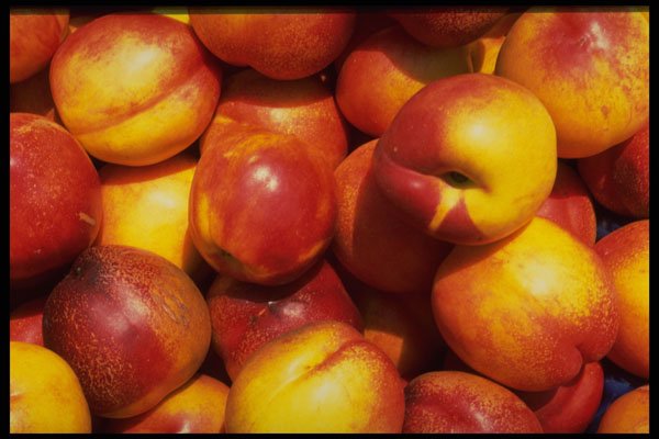 449060 Nectarines A4 Photo Print