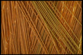 449072 Spaghetti A4 Photo Print