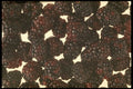 449075 Blackberries A4 Photo Print